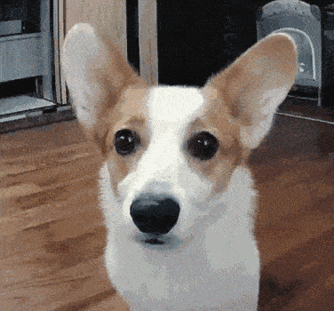 376_350gif 动态图 动图