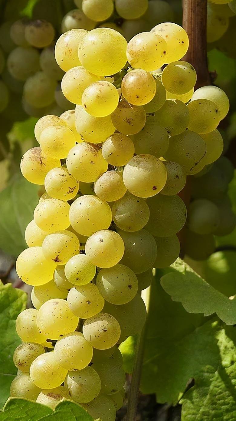 什么意大利葡萄酒除了abbbc还有这些潜力产区