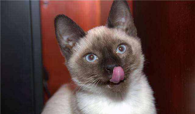怎么减少猫咪泪痕 04618d2ff53f4cd4953b40ce9cab0fd4.jpeg