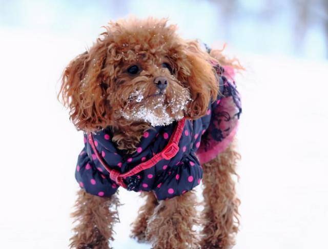 狗为啥喜欢挨着人睡 20d907f67ece4637946ccd7cf30d9e08.jpeg