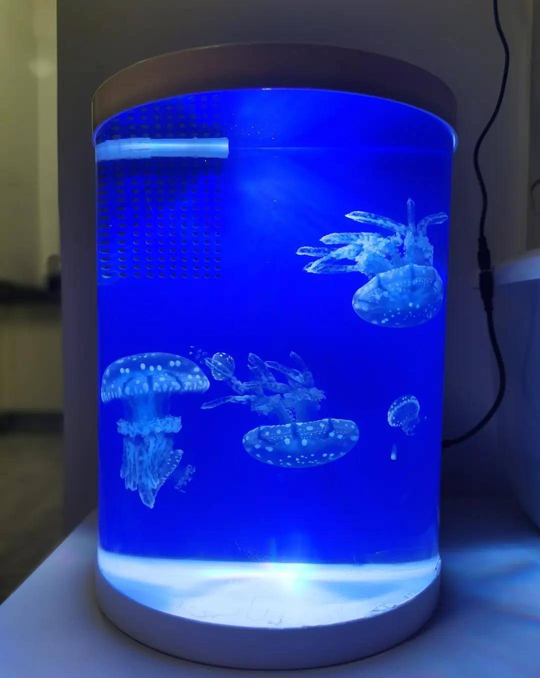 丰年虾怎么养活给水母吃