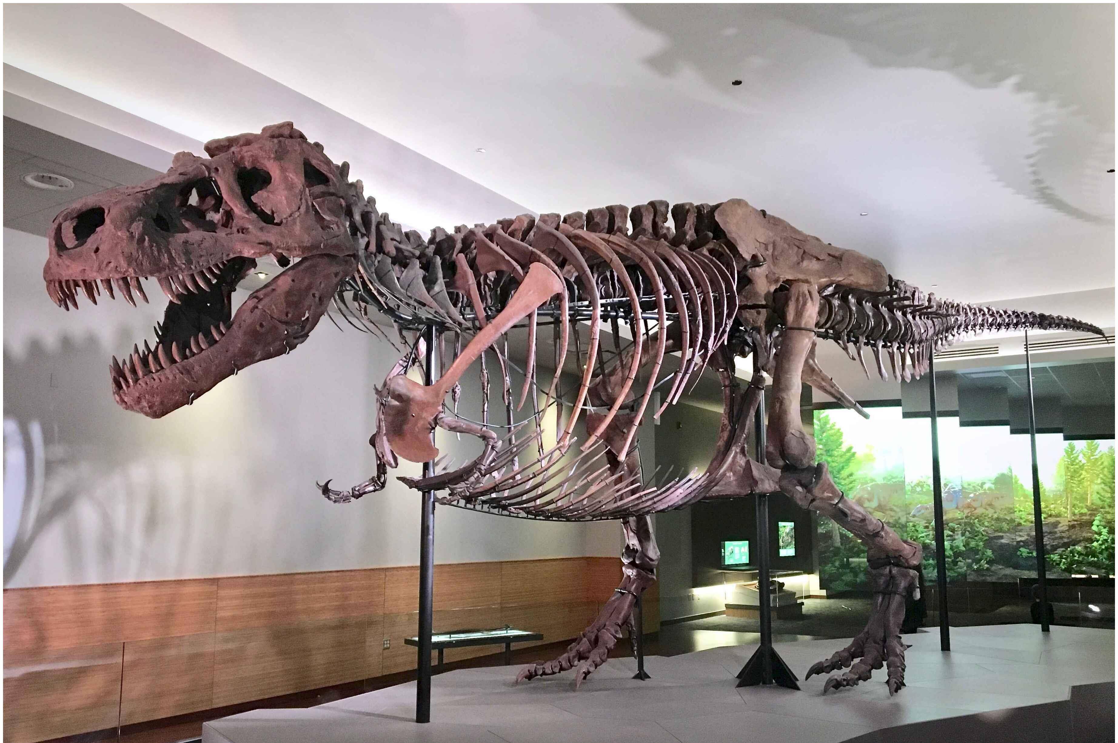 为什么在公众看来 史前动物比现代动物要大而且强 化石