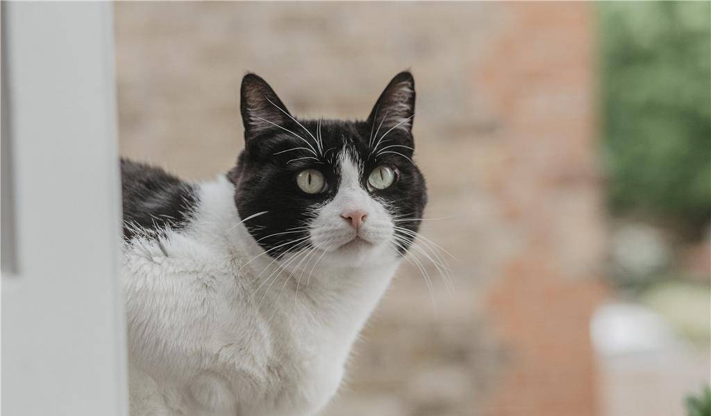 土猫配饰品怎么搭_蓝猫和土猫配的孩子