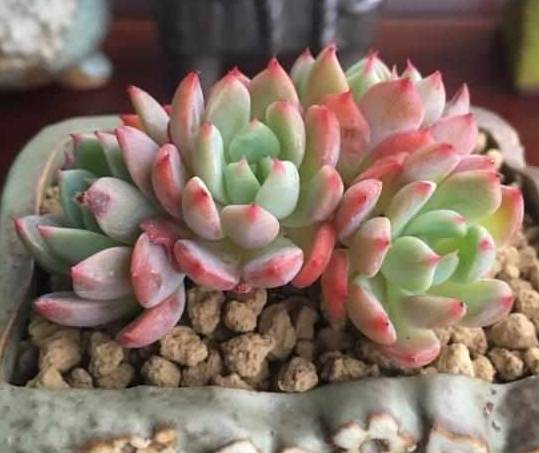 多肉植物怎么用叶片养护 9f9395495e2a41a3b3b678bc282034f1.jpeg