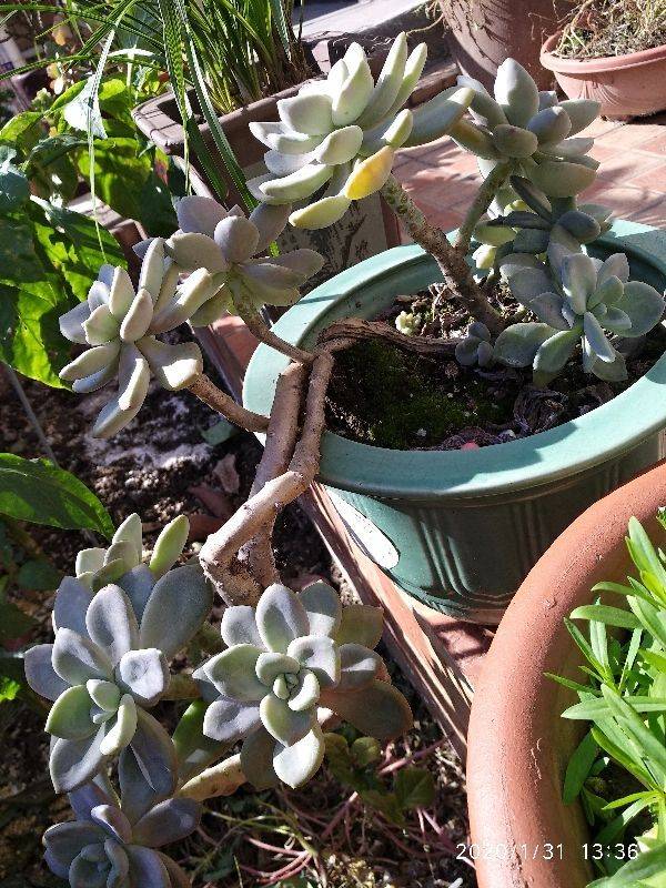 多肉怎么养成老桩悬崖桩 c5de5a0cce8c4756938cabaf89c64d9a.jpeg