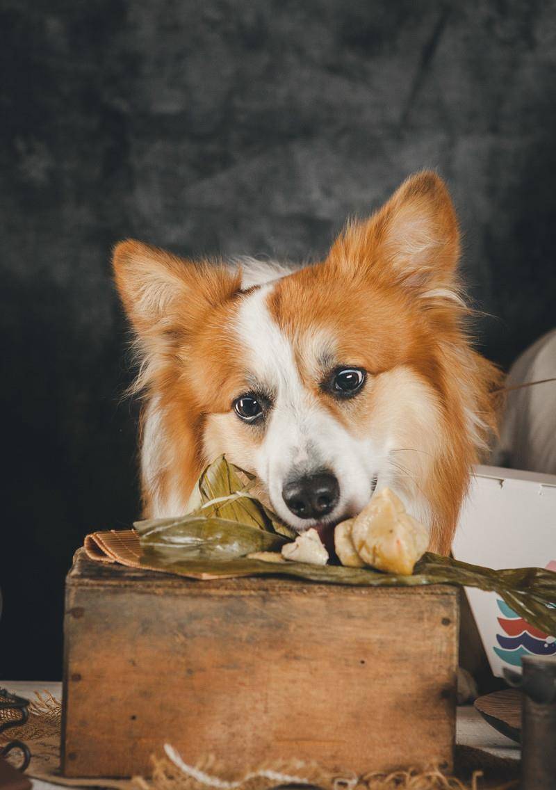 狗为啥不建议送人 f6c79e3d7f2c47abaaf4870676900e2f.jpeg