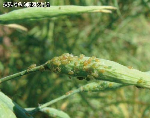 月季花招蚜虫了 草木灰撒在土里 晚上喷蚍虫啉 杀虫很管用 药剂