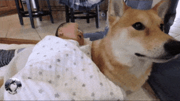 柴犬把小主人帶到2歲，女主又生了二胎，狗子都要累倒了啊 萌趣萌寵 第8张