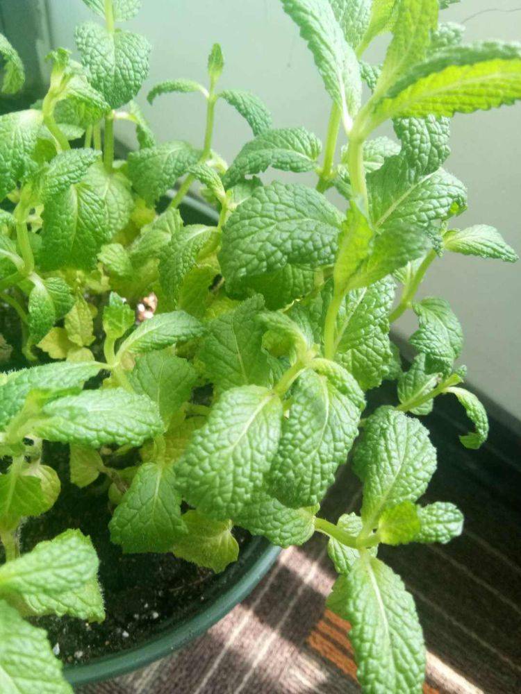 薄荷好看好养,平时这个位置剪一剪,防止薄荷"群魔乱舞"_修剪