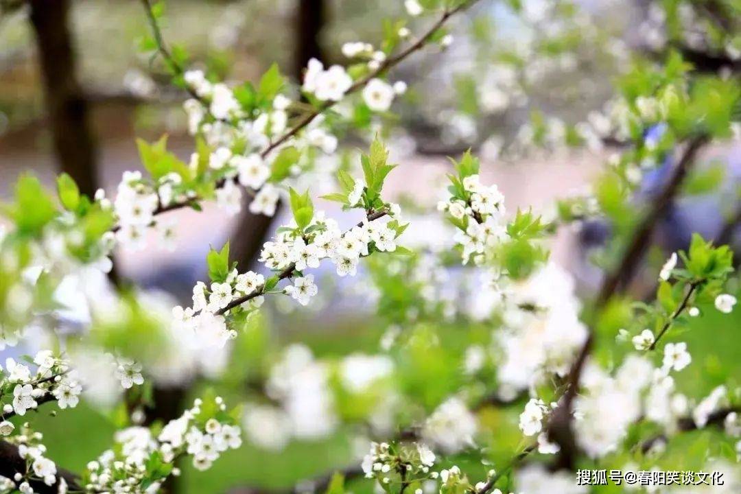 春夏秋冬皆为诗 一花一草爱不够 桃花