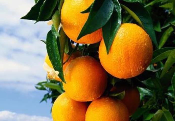 橙子不能和哪种维生素一起吃 016a99f7f7ff4e34be5a590795bcf71e.jpeg