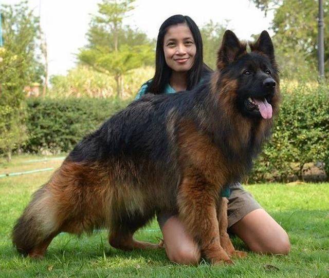 养德牧"好处"多,值得更多人养_主人