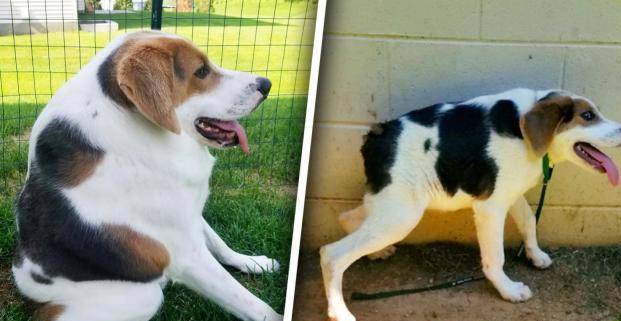 狗届卡西莫多,天生没脖子的"两厢狗",是遗传还是人为造成?