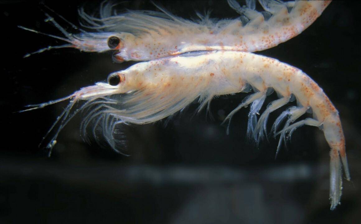 磷虾作为哺育海洋生命的粮食,每年消耗3亿吨,为什么没有灭绝?