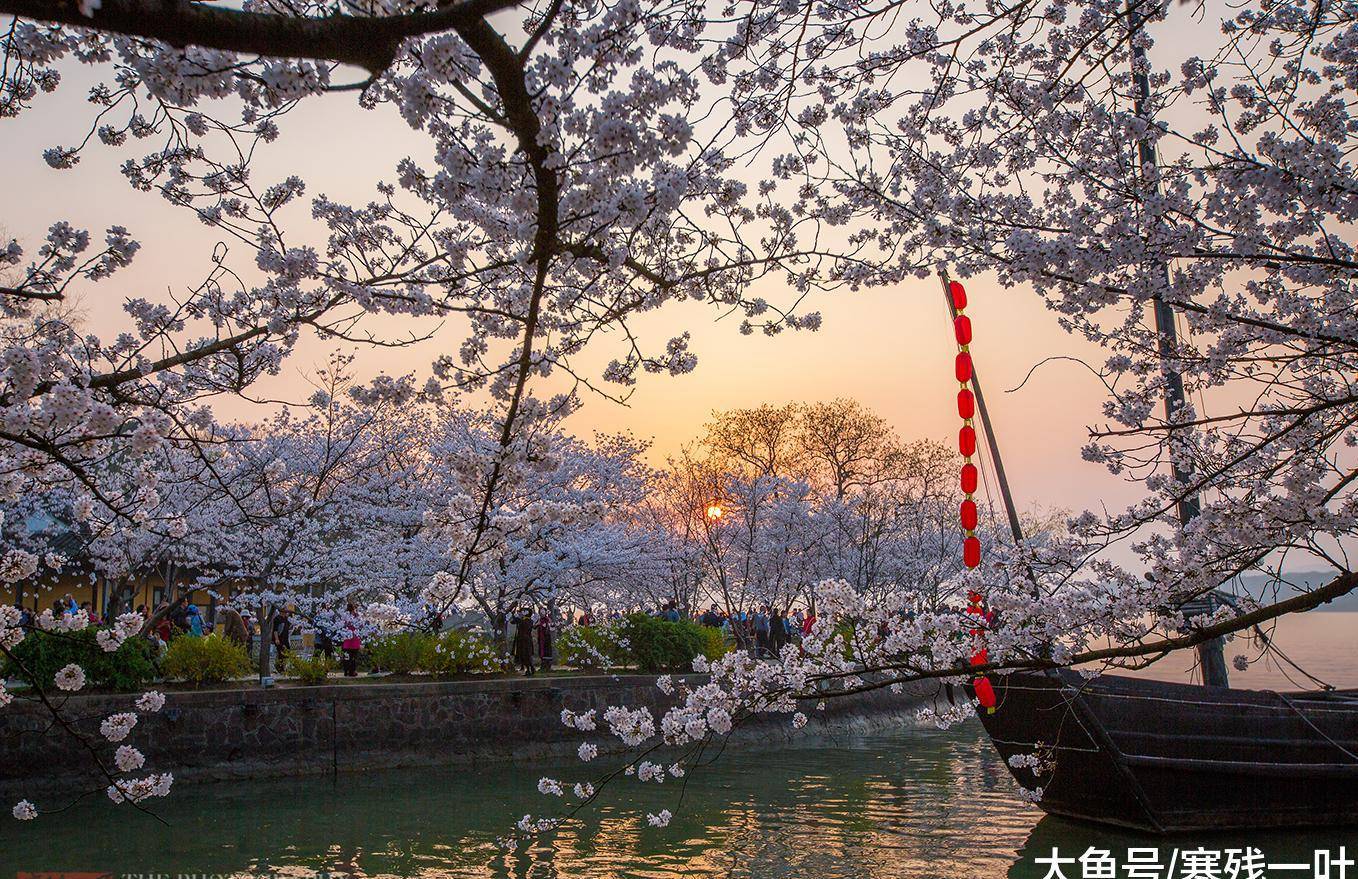 原创别去日本看樱花 世界三大赏樱胜地之一在中国 游客 比日本好看