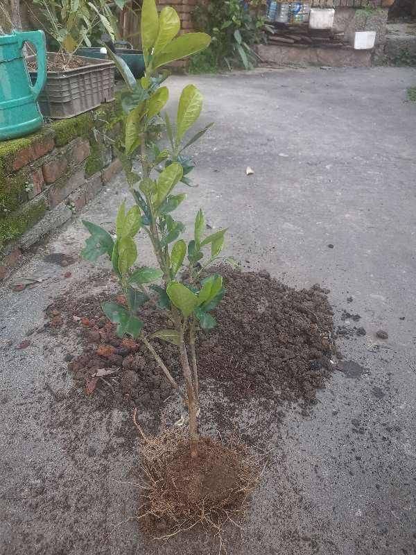 门口挖点土 肥得直流油 赶紧给花用上 花友