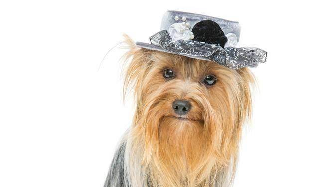 关于约克夏犬你了解多少 训练