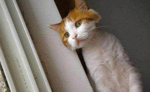 猫自己在家会觉得孤独吗 a213ecb8ab784aa1b1189ec68f6cdf93.jpeg