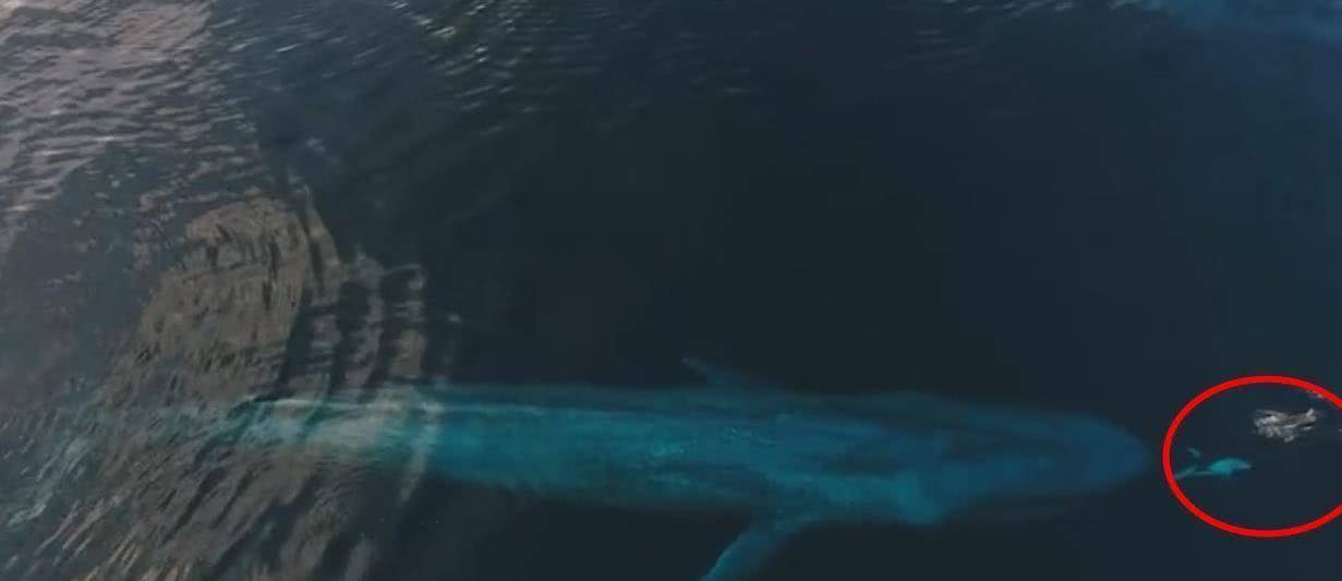 蓝鲸有天敌吗天敌是谁 b6cff66d9d6244699773f30a93a8a274.jpeg