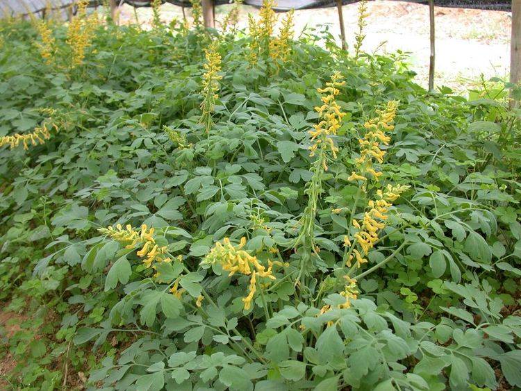 路边看见野草岩黄连,专爱长在石缝里,自家也能养!_植物