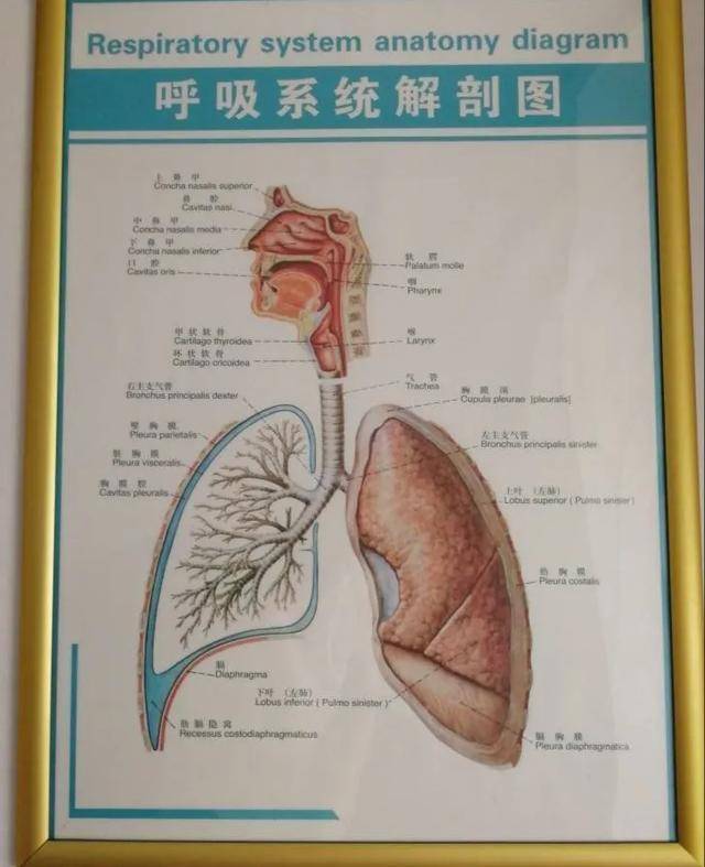肺的解剖位置及图解图片