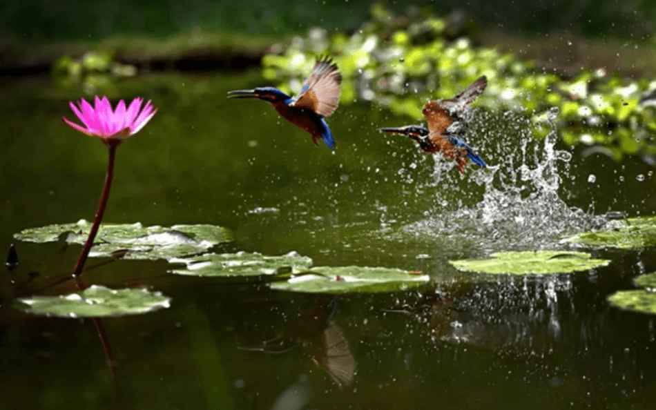 诗词鉴赏盛夏新蝉鸣十首有关新蝉的诗词听取新蝉第一声