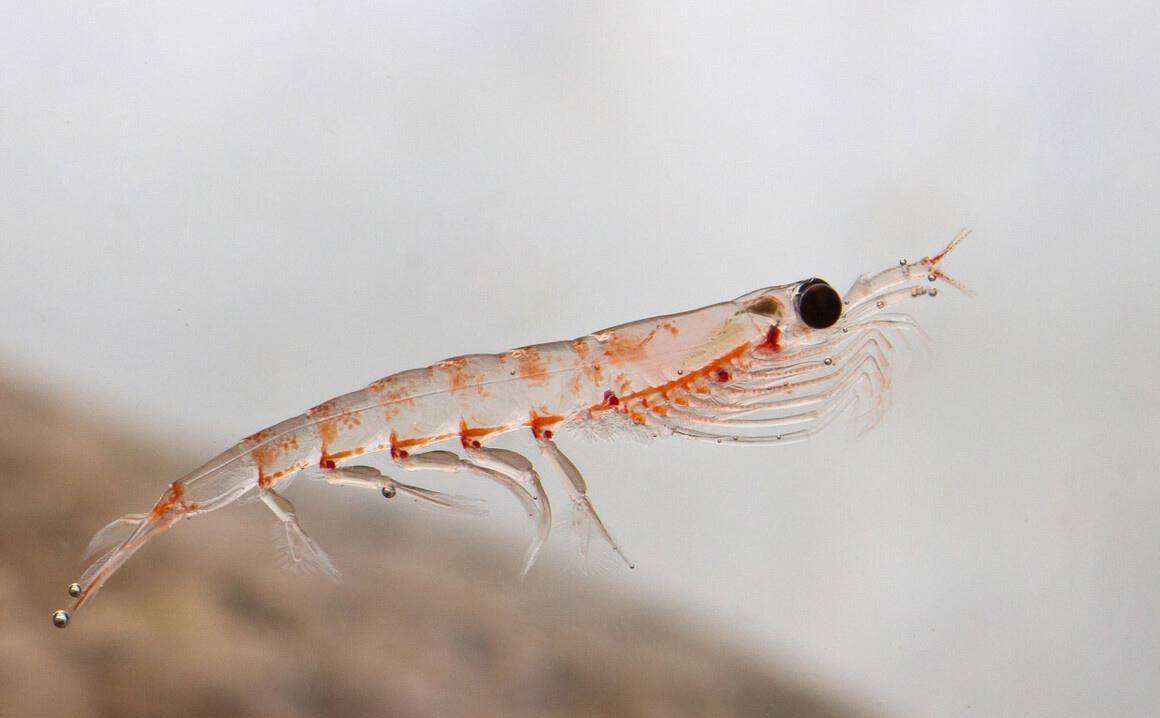 磷虾作为哺育海洋生命的粮食,每年消耗3亿吨,为什么没有灭绝?