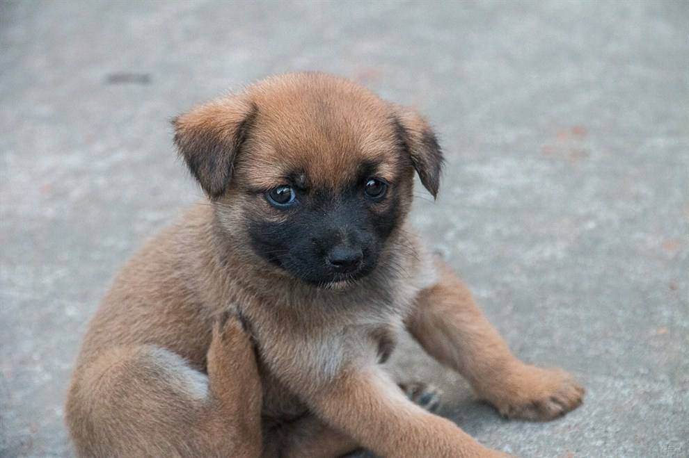 有人说土狗有几个神奇之处你听说过吗