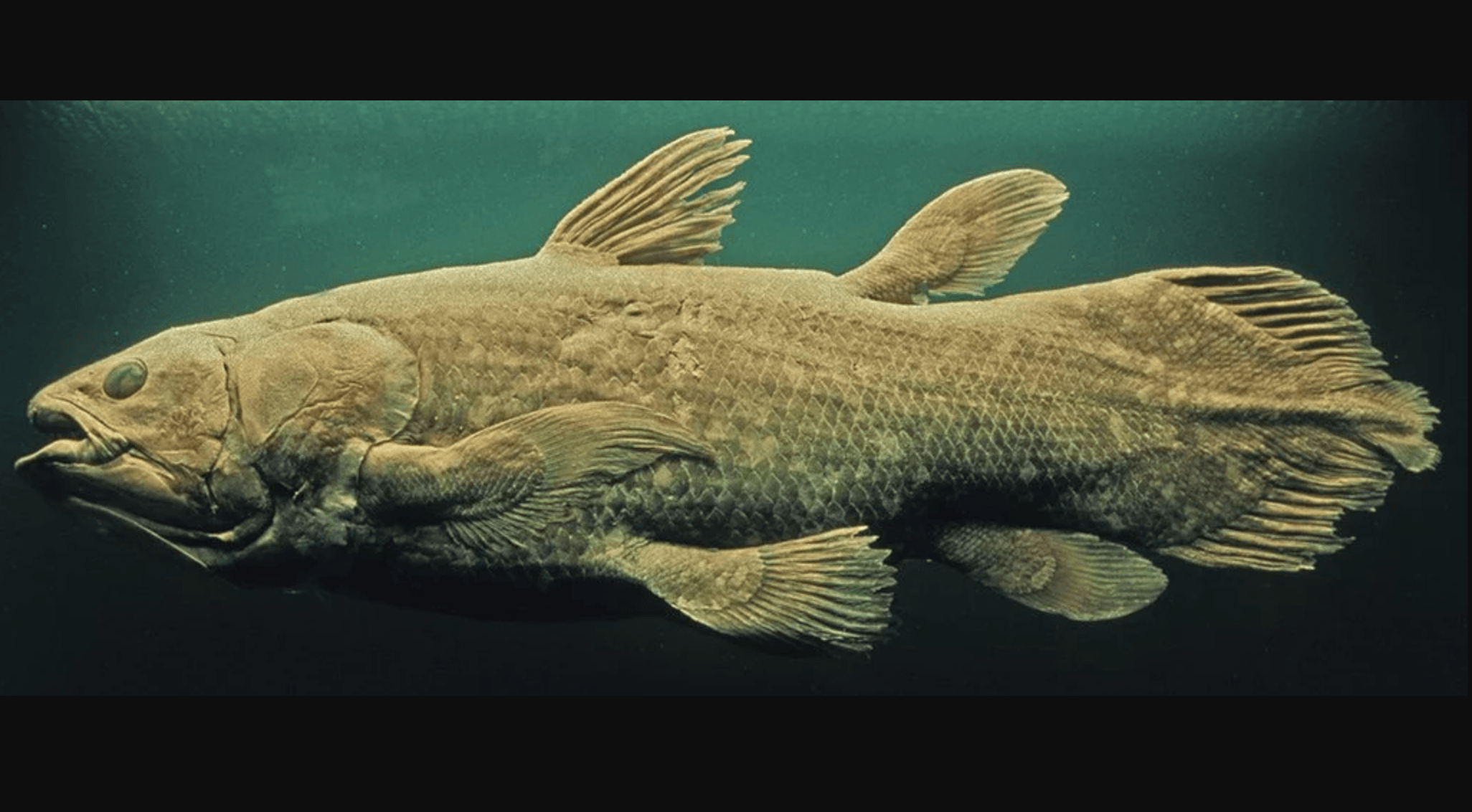 曾被认为已灭绝的巨大活化石鱼却躲在海洋深处活到100岁