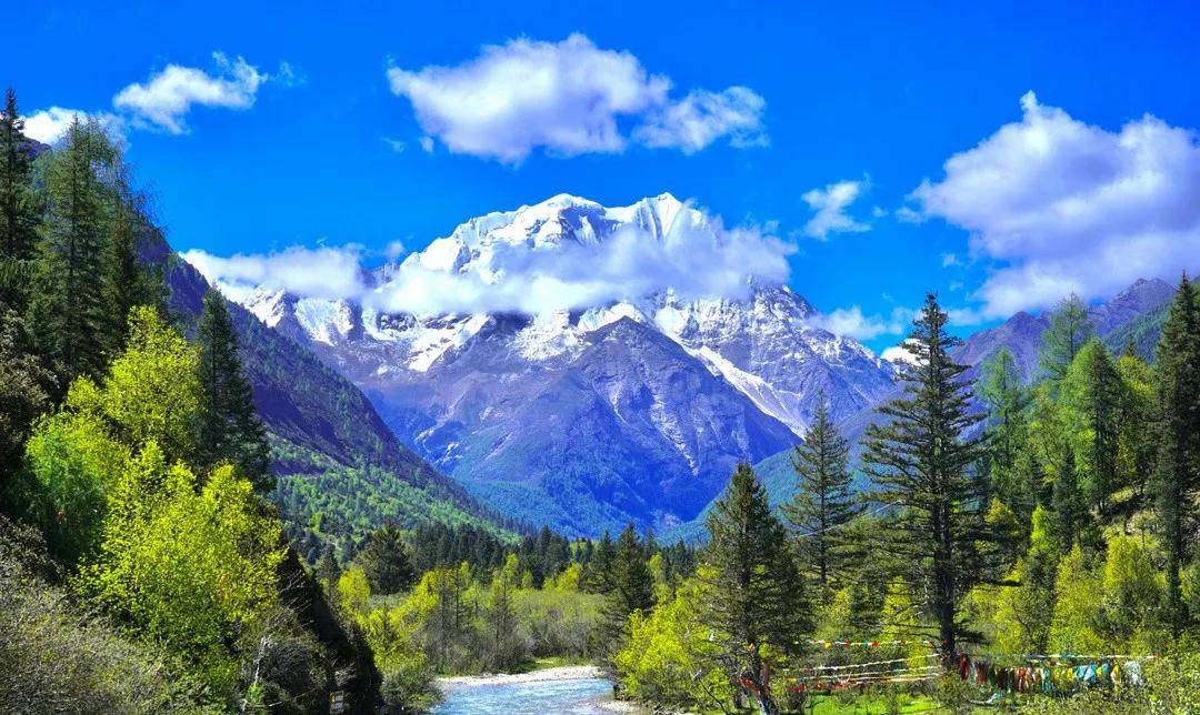 炎炎夏日去亚拉雪山避暑赏花看鲜花绽放雪域高原_手机搜狐网