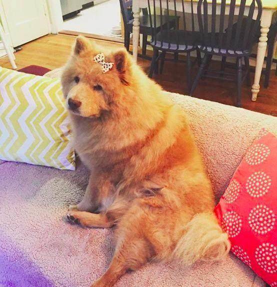 怎么看小狗是否脾气暴躁 fd455af55db244dfafcd4fa3ee9a2cb9.jpeg