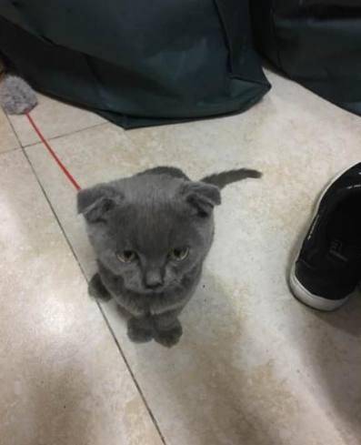 小猫咪视频可爱撒娇 1766fabc60f040da93b6d81b5d7e650d.jpeg