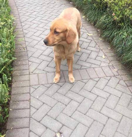 世界犬智商排名_世界犬种智商排行(3)