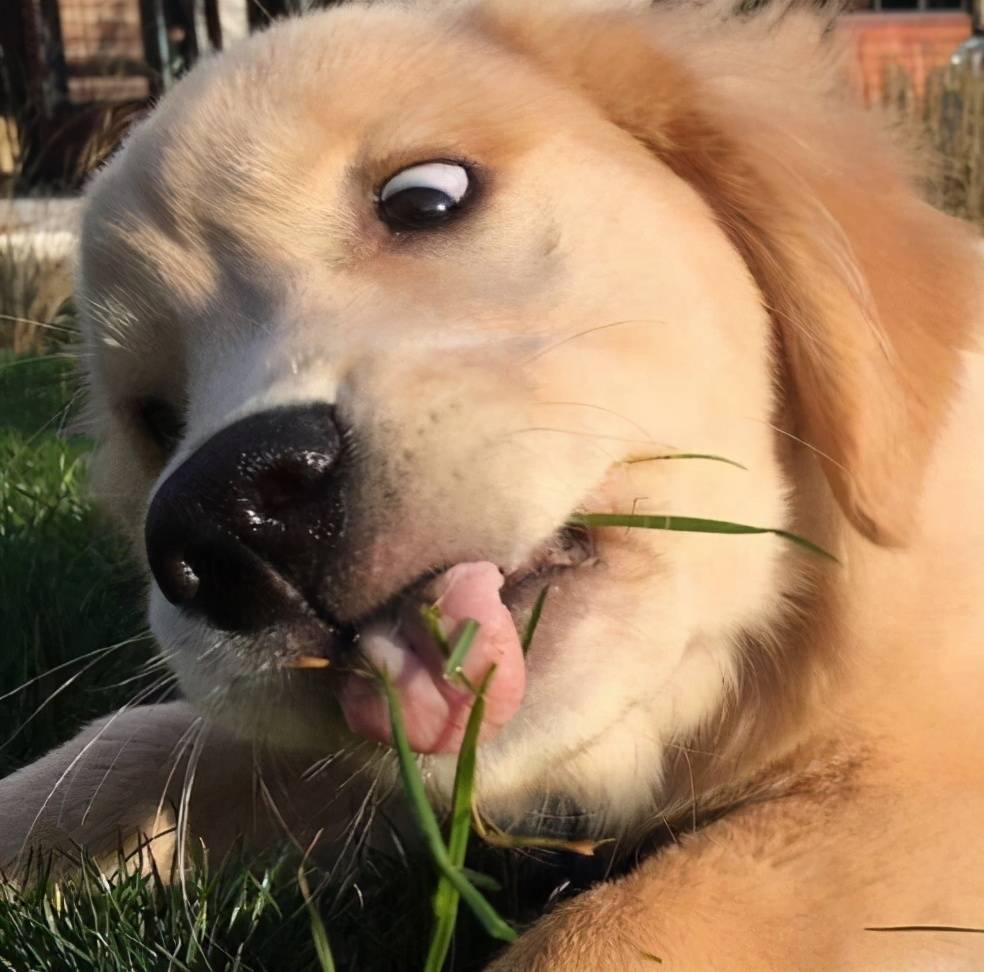 "蠢狗"的七大表现,你家狗狗占了几条?_主人