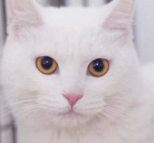 白猫排名_二哈和他的白猫师尊