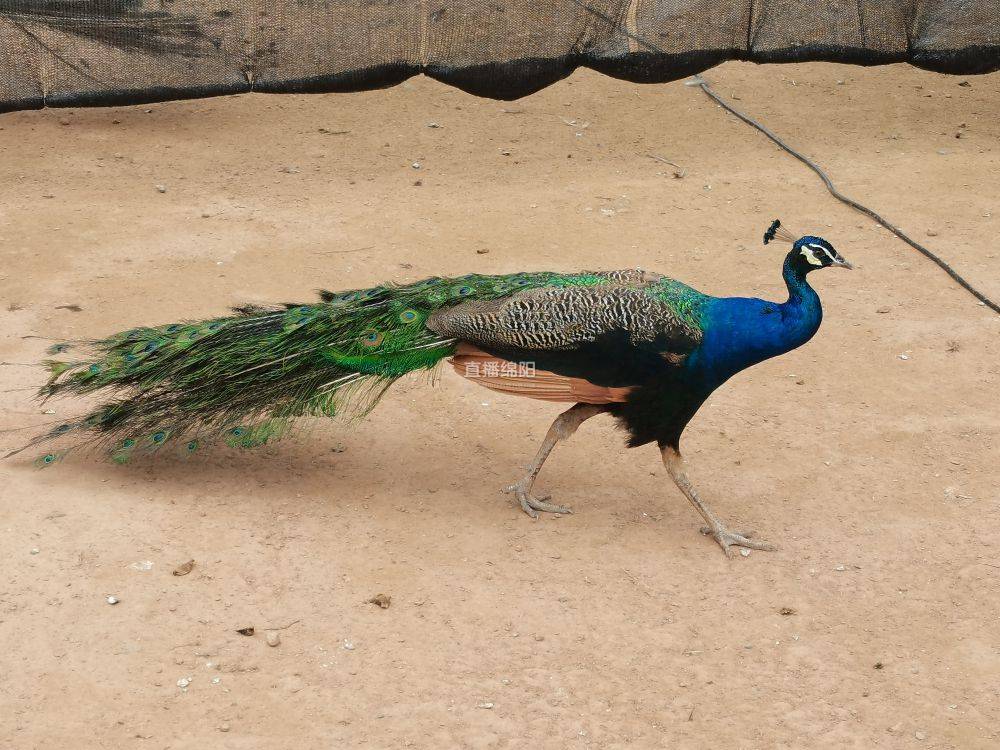 上百只动物到位 绵阳川北野生动物乐园来了新"客人"