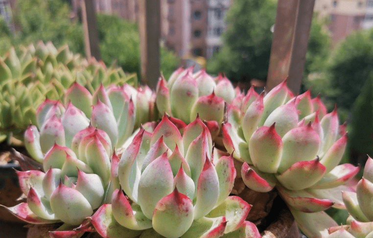 多肉怎么养护与浇水视频 206af03ef5564c14a50d7fdf5e62c4da.png