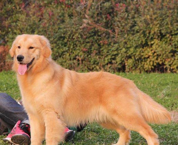 犬种智商排名_中华田园犬智商排名(3)