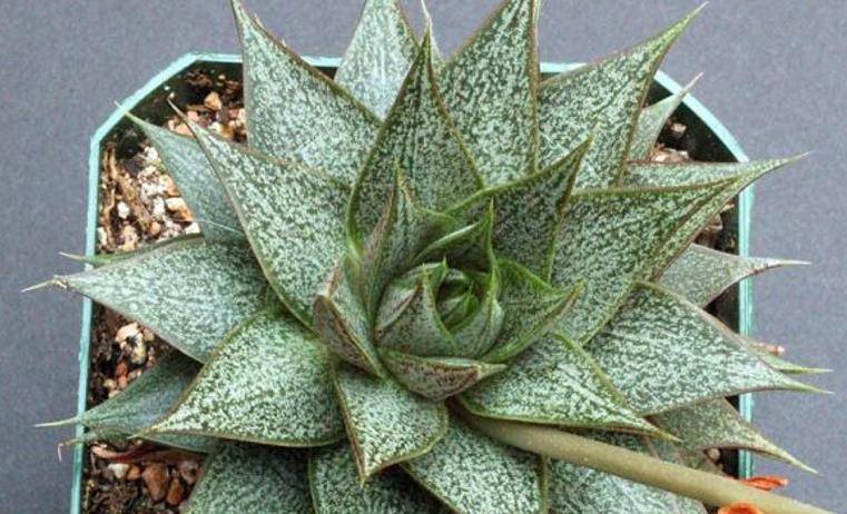 你以为自己养了多年的多肉植物是大和锦?错了,它其实应该叫酒神