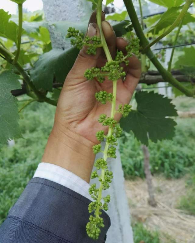 防落花落果有奇招葡萄果穗拉花保果无核保鲜处理详解