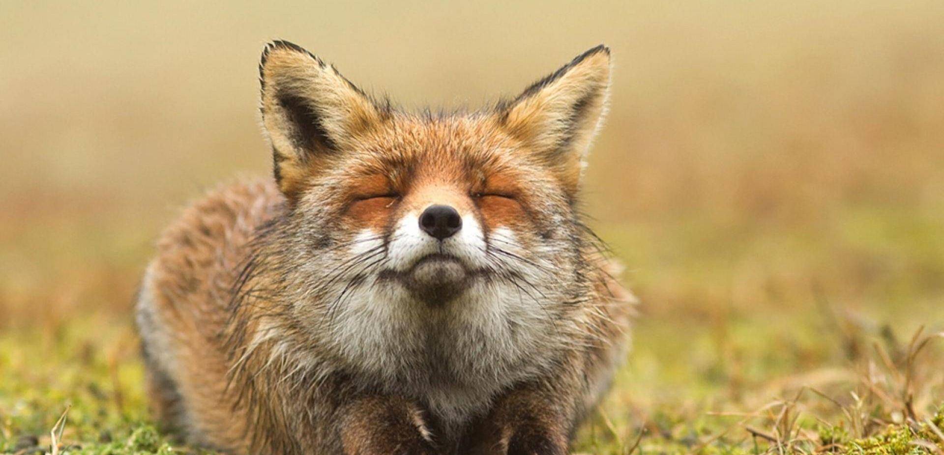 暴躁的狐狸 暴躁的狐狸的全部小说