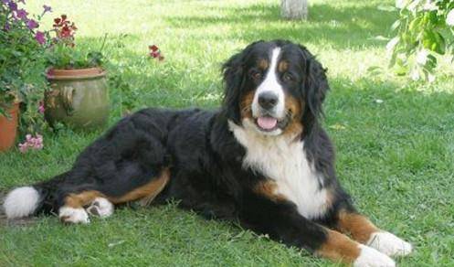 假如这5种大型狗狗让你选择 你会选哪一种 反正我选第五种 猎犬