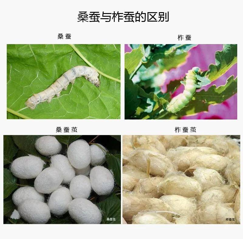 桑蚕