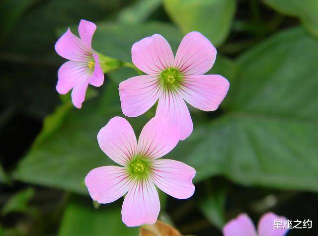 6 13 15星座运势 金牛知错能改 狮子思路清晰 水瓶刮目相看 未来