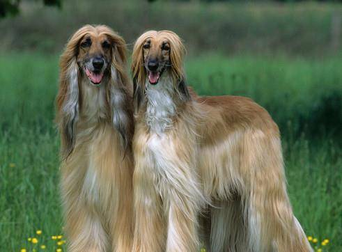 盘点世界五大最漂亮的狗狗，萨摩耶仅排第三！