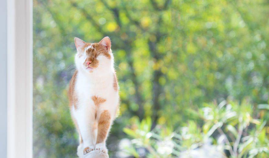 猫喜欢的声音 7365c422809c407eb52416a1f64f3d4e.jpeg
