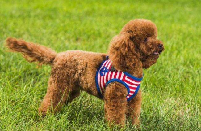 泰迪排名_黑色泰迪(3)