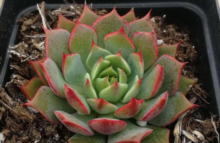 喝过拿铁咖啡,但你可能没养过多肉拿铁,要不要养一盆试试?