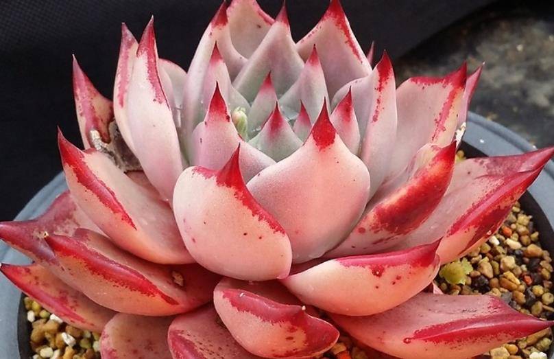 夏天温度不超30入手多肉血罗小苗不知咋养毫无压力好不好