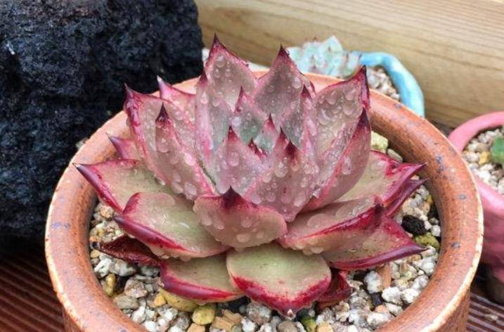 夏天温度不超30入手多肉血罗小苗不知咋养毫无压力好不好